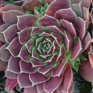 "Jovibarba heuffelii 'Xylophon' &ndash; eigene Z&uuml;chtung von Yvonne Rudolph (2018), Mutterpflanze: Schlagzeug"