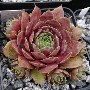 "Sempervivum 'Rosal&ouml;ffler' &ndash; eigene Z&uuml;chtung von Yvonne Rudolph (2021), Mutterpflanze: Lotus"