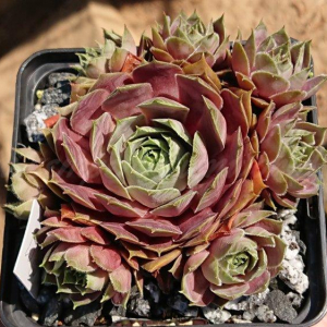 "Sempervivum 'Rosal&ouml;ffler' &ndash; eigene Z&uuml;chtung von Yvonne Rudolph (2021), Mutterpflanze: Lotus"