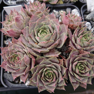 "Sempervivum 'Rosal&ouml;ffler' &ndash; eigene Z&uuml;chtung von Yvonne Rudolph (2022), Mutterpflanze: Lotus"