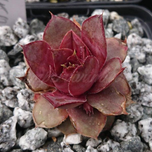 "Sempervivum 'Rosal&ouml;ffler' &ndash; eigene Z&uuml;chtung von Yvonne Rudolph (2021), Mutterpflanze: Lotus"