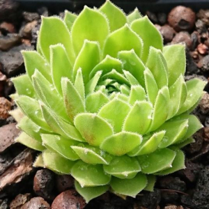 "Sempervivum 'Moritz' &ndash; eigene Z&uuml;chtung von Yvonne Rudolph (2021), Mutterpflanze: A&auml;ron"