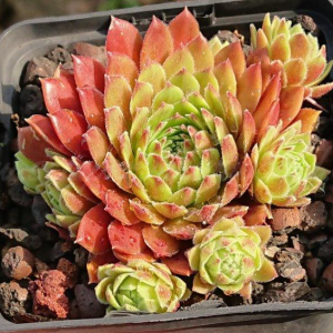"Sempervivum 'Moritz' &ndash; eigene Z&uuml;chtung von Yvonne Rudolph (2021), Mutterpflanze: A&auml;ron"