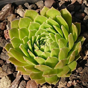 "Sempervivum 'Moritz' &ndash; eigene Z&uuml;chtung von Yvonne Rudolph (2021), Mutterpflanze: A&auml;ron"