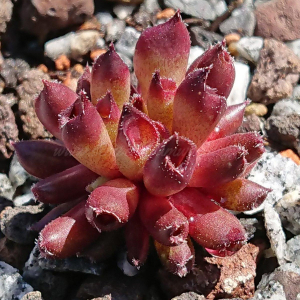 "Sempervivum 'Alice' &ndash; eigene Z&uuml;chtung von Yvonne Rudolph (2022), Mutterpflanze: Moby Dick"