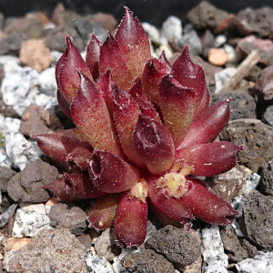 "Sempervivum 'Alice' &ndash; eigene Z&uuml;chtung von Yvonne Rudolph (2022), Mutterpflanze: Moby Dick"