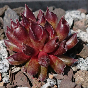 "Sempervivum 'Alice' &ndash; eigene Z&uuml;chtung von Yvonne Rudolph (2022), Mutterpflanze: Moby Dick"