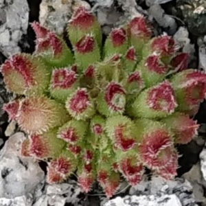 "Sempervivum 'Alice' &ndash; eigene Z&uuml;chtung von Yvonne Rudolph (2022), Mutterpflanze: Moby Dick"