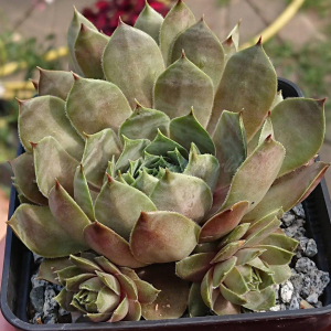 "Sempervivum 'Anadyr' &ndash; eigene Z&uuml;chtung von Yvonne Rudolph (2021), Mutterpflanze: Sky Rockoon"