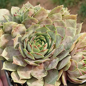 "Sempervivum 'Anadyr' &ndash; eigene Z&uuml;chtung von Yvonne Rudolph (2021), Mutterpflanze: Sky Rockoon"