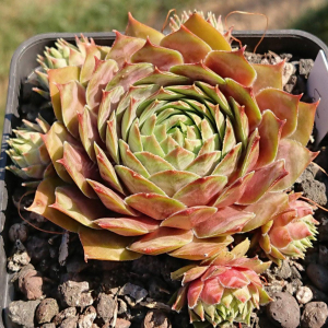 "Sempervivum 'Anadyr' &ndash; eigene Z&uuml;chtung von Yvonne Rudolph (2021), Mutterpflanze: Sky Rockoon"
