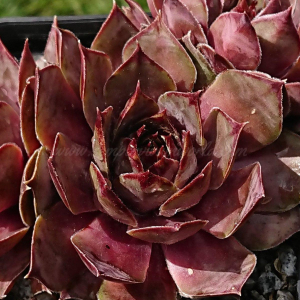 "Sempervivum 'Anadyr' &ndash; eigene Z&uuml;chtung von Yvonne Rudolph (2021), Mutterpflanze: Sky Rockoon"