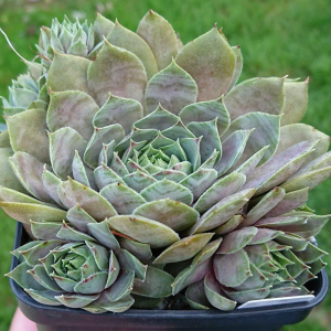 "Sempervivum 'Anadyr' &ndash; eigene Z&uuml;chtung von Yvonne Rudolph (2021), Mutterpflanze: Sky Rockoon"