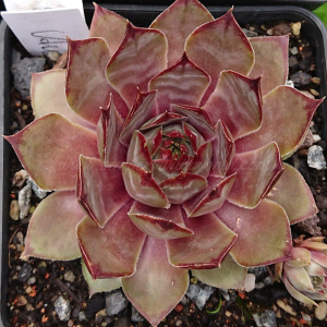 "Sempervivum 'Anadyr' &ndash; eigene Z&uuml;chtung von Yvonne Rudolph (2021), Mutterpflanze: Sky Rockoon"