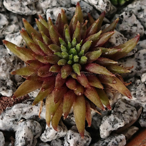 "Sempervivum 'Artemon' &ndash; eigene Z&uuml;chtung von Yvonne Rudolph (2022), Mutterpflanze: Moby Dick"