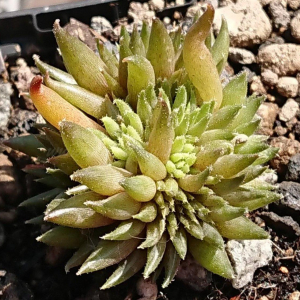 "Sempervivum 'Artemon' &ndash; eigene Z&uuml;chtung von Yvonne Rudolph (2022), Mutterpflanze: Moby Dick"