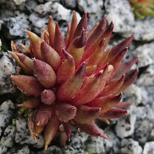 "Sempervivum 'Artemon' &ndash; eigene Z&uuml;chtung von Yvonne Rudolph (2022), Mutterpflanze: Moby Dick"