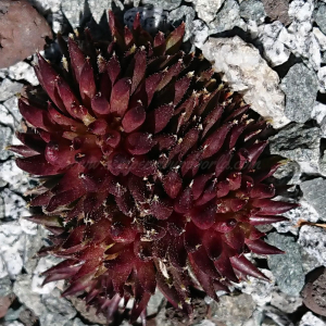 "Sempervivum 'Basilio' &ndash; eigene Z&uuml;chtung von Yvonne Rudolph (2022), Mutterpflanze: Moby Dick"