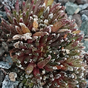"Sempervivum 'Basilio' &ndash; eigene Z&uuml;chtung von Yvonne Rudolph (2022), Mutterpflanze: Moby Dick"