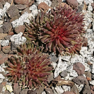 "Sempervivum 'Basilio' &ndash; eigene Z&uuml;chtung von Yvonne Rudolph (2022), Mutterpflanze: Moby Dick"