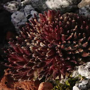 "Sempervivum 'Basilio' &ndash; eigene Z&uuml;chtung von Yvonne Rudolph (2022), Mutterpflanze: Moby Dick"