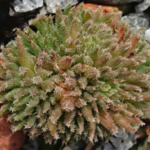 "Sempervivum 'Basilio' &ndash; eigene Z&uuml;chtung von Yvonne Rudolph (2022), Mutterpflanze: Moby Dick"