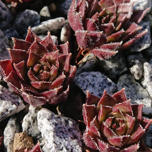 "Sempervivum 'Beetlejuice' &ndash; eigene Z&uuml;chtung von Yvonne Rudolph (2022), Mutterpflanze: Moby Dick"