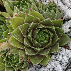 "Sempervivum 'Beetlejuice' &ndash; eigene Z&uuml;chtung von Yvonne Rudolph (2022), Mutterpflanze: Moby Dick"