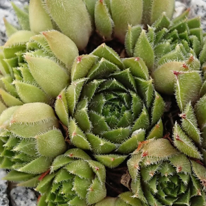 "Sempervivum 'Beetlejuice' &ndash; eigene Z&uuml;chtung von Yvonne Rudolph (2022), Mutterpflanze: Moby Dick"