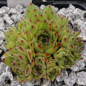 "Sempervivum 'Beetlejuice' &ndash; eigene Z&uuml;chtung von Yvonne Rudolph (2022), Mutterpflanze: Moby Dick"