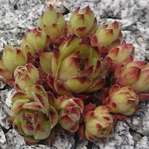 "Sempervivum 'Beetlejuice' &ndash; eigene Z&uuml;chtung von Yvonne Rudolph (2022), Mutterpflanze: Moby Dick"