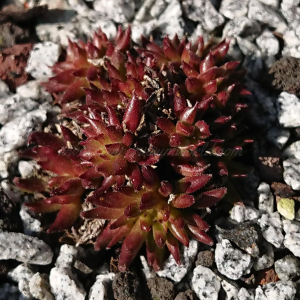 "Sempervivum 'Borstel' &ndash; eigene Z&uuml;chtung von Yvonne Rudolph (2022), Mutterpflanze: Moby Dick"