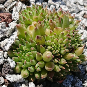 "Sempervivum 'Borstel' &ndash; eigene Z&uuml;chtung von Yvonne Rudolph (2022), Mutterpflanze: Moby Dick"