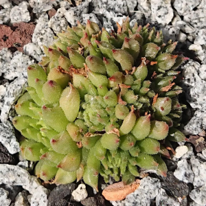 "Sempervivum 'Borstel' &ndash; eigene Z&uuml;chtung von Yvonne Rudolph (2022), Mutterpflanze: Moby Dick"