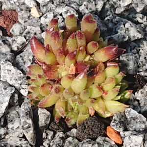 "Sempervivum 'Borstel' &ndash; eigene Z&uuml;chtung von Yvonne Rudolph (2022), Mutterpflanze: Moby Dick"