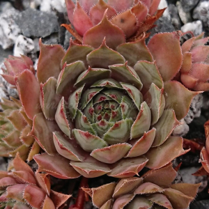 "Sempervivum 'Chain Bridge' &ndash; eigene Z&uuml;chtung von Yvonne Rudolph (2021), Mutterpflanze: Moby Dick"