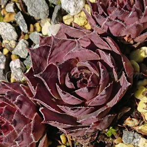 "Sempervivum 'Chain Bridge' &ndash; eigene Z&uuml;chtung von Yvonne Rudolph (2021), Mutterpflanze: Moby Dick"
