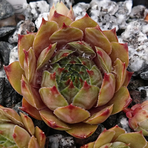 "Sempervivum 'Chain Bridge' &ndash; eigene Z&uuml;chtung von Yvonne Rudolph (2021), Mutterpflanze: Moby Dick"