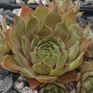 "Sempervivum 'Chain Bridge' &ndash; eigene Z&uuml;chtung von Yvonne Rudolph (2021), Mutterpflanze: Moby Dick"