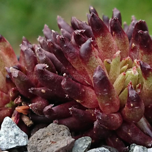 "Sempervivum 'Drumstick' &ndash; eigene Z&uuml;chtung von Yvonne Rudolph (2022), Mutterpflanze: Moby Dick"