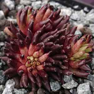 "Sempervivum 'Drumstick' &ndash; eigene Z&uuml;chtung von Yvonne Rudolph (2022), Mutterpflanze: Moby Dick"