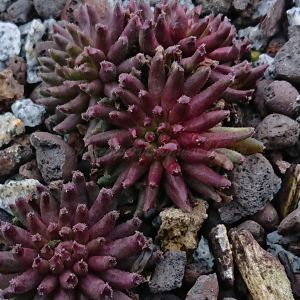 "Sempervivum 'Drumstick' &ndash; eigene Z&uuml;chtung von Yvonne Rudolph (2022), Mutterpflanze: Moby Dick"