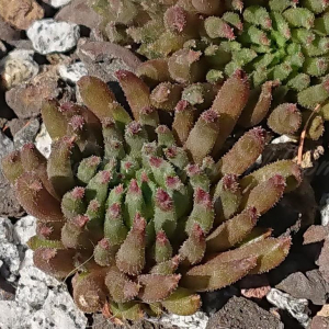 "Sempervivum 'Drumstick' &ndash; eigene Z&uuml;chtung von Yvonne Rudolph (2022), Mutterpflanze: Moby Dick"