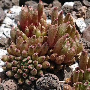 "Sempervivum 'Drumstick' &ndash; eigene Z&uuml;chtung von Yvonne Rudolph (2022), Mutterpflanze: Moby Dick"