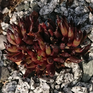 "Sempervivum 'Drumstick' &ndash; eigene Z&uuml;chtung von Yvonne Rudolph (2022), Mutterpflanze: Moby Dick"