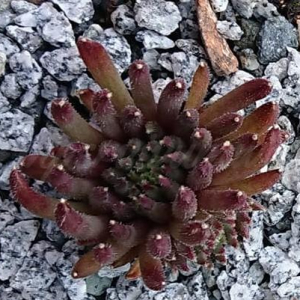 "Sempervivum 'Drumstick' &ndash; eigene Z&uuml;chtung von Yvonne Rudolph (2022), Mutterpflanze: Moby Dick"