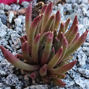 "Sempervivum 'Drumstick' &ndash; eigene Z&uuml;chtung von Yvonne Rudolph (2022), Mutterpflanze: Moby Dick"