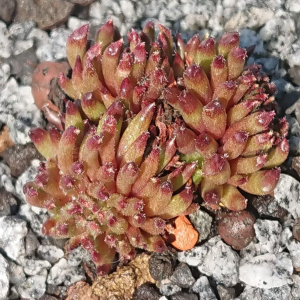 "Sempervivum 'Drumstick' &ndash; eigene Z&uuml;chtung von Yvonne Rudolph (2022), Mutterpflanze: Moby Dick"