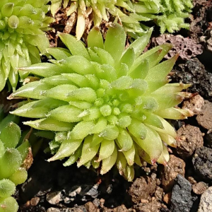 "Sempervivum 'Duremar' &ndash; eigene Z&uuml;chtung von Yvonne Rudolph (2022), Mutterpflanze: Moby Dick"