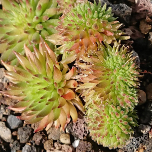 "Sempervivum 'Duremar' &ndash; eigene Z&uuml;chtung von Yvonne Rudolph (2022), Mutterpflanze: Moby Dick"